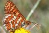 Euphydryas sp.